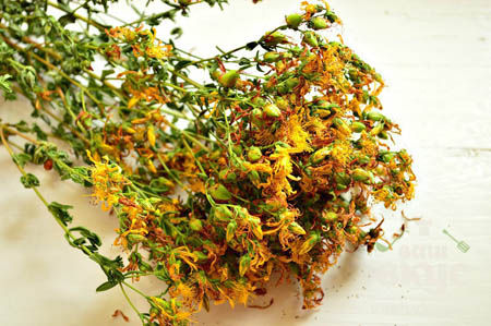 Миниатюра: Зверобой