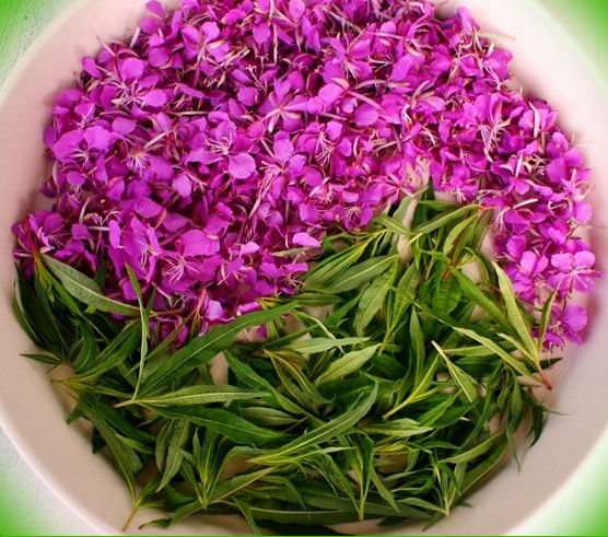 Миниатюра: Иван-чай (кавказский)