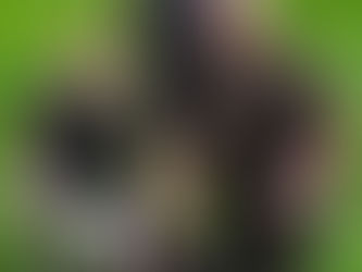 Indiana Hero Dog Leads Deputies to Missing Woman After Fall