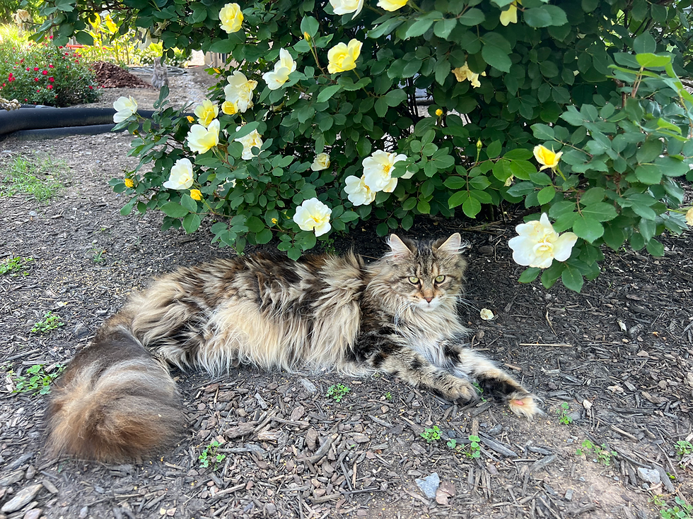 Our Queens Oak Grove Maine Coon Cattery