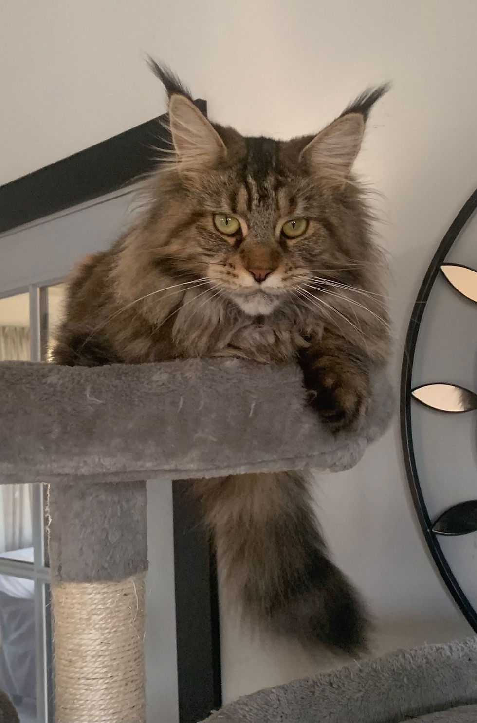 Our Queens Oak Grove Maine Coon Cattery