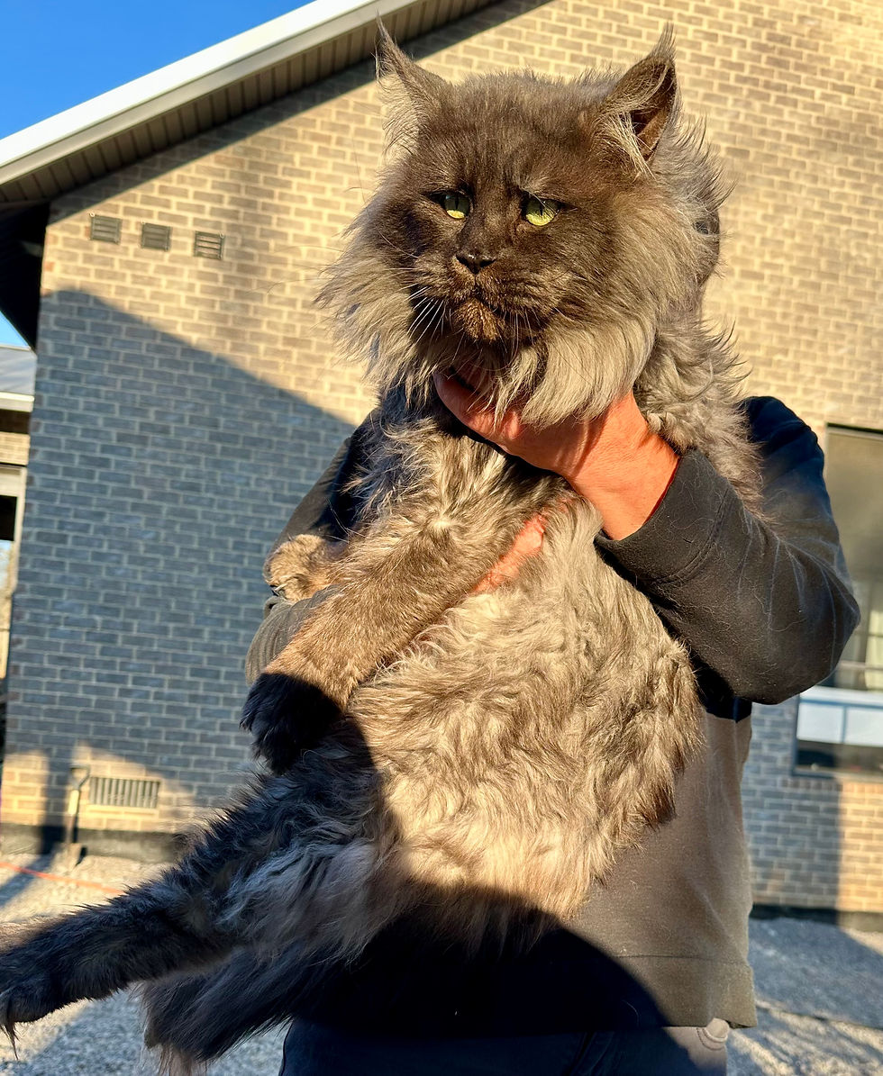 Hatter - Male Poly Maine Coon Cat