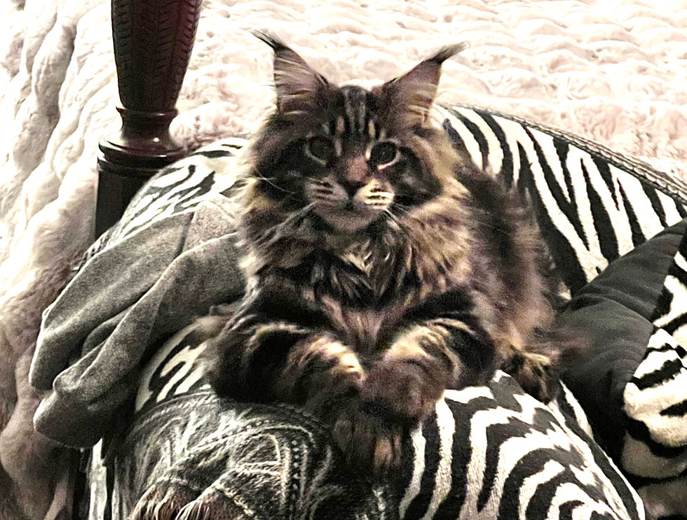 Gallery Oak Grove Maine Coon Cattery