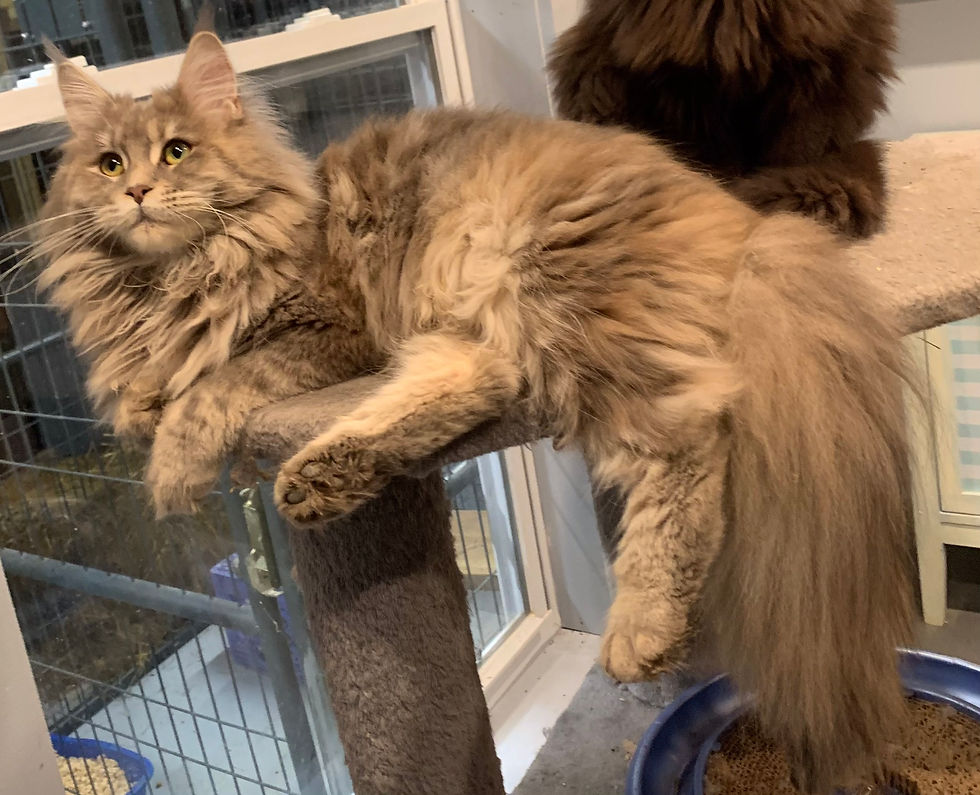 Our Queens Oak Grove Maine Coon Cattery