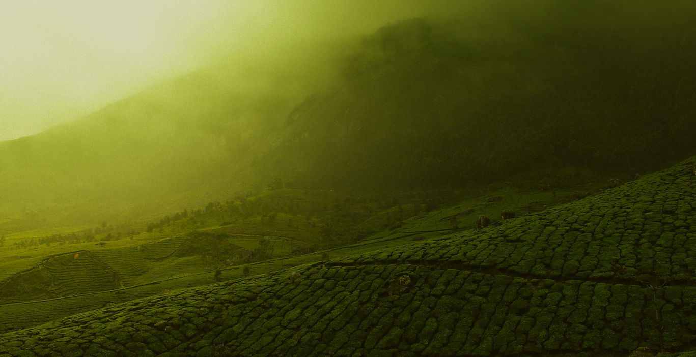 Another shot of the Tea Gardens of Munna