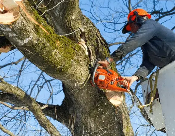 abbattimenti-alberi.webp