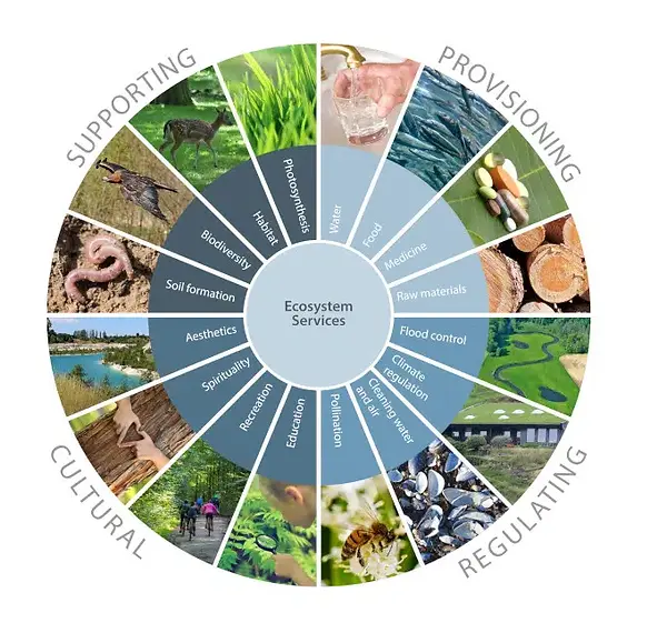ecosystem-services_fig1.jpg.webp