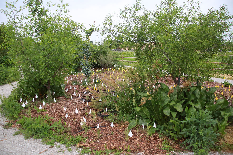 CCUA Food Forest-2.jpeg