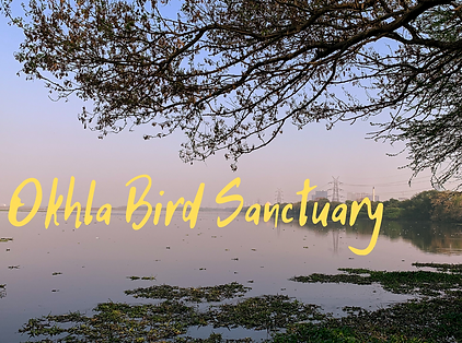 Okhla Bird Sanctuary.png
