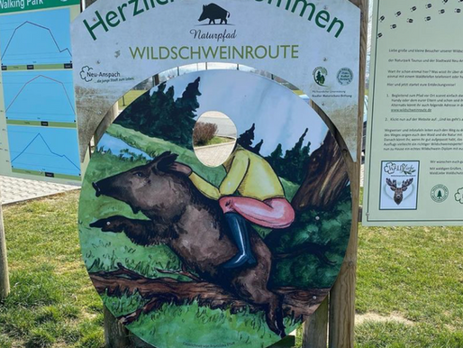 Wildschweinroute Hausen-Arnspach