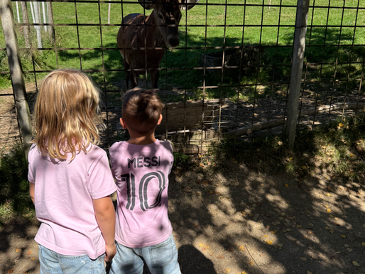 Wildpark Sonnenhalde (88099 Neukirch)