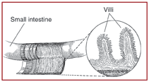 villi.gif