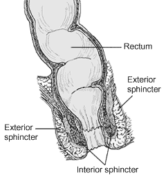 anorectum.gif