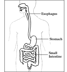 Digestive.gif