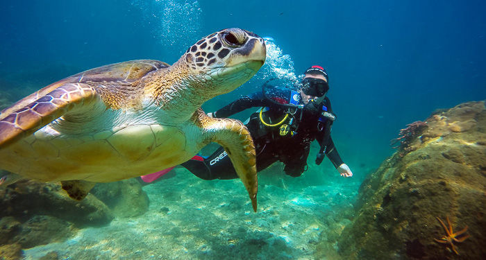 🤿 Diving in Ilha Grande: From Beginner to Advanced in the Most Incredible Destinations
