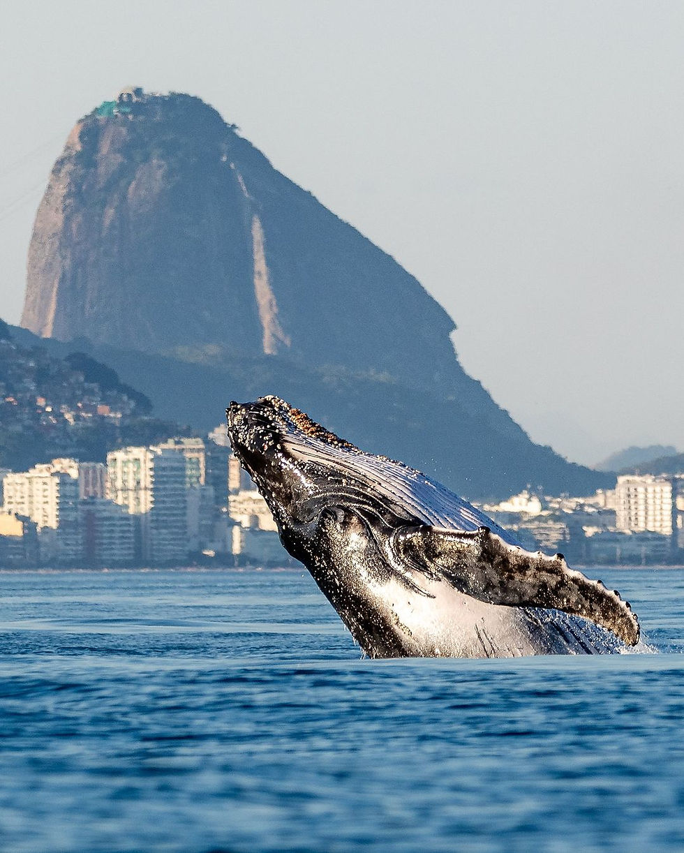 whale shores Rio de Janeiro in Barra da Tijuca on the way to the Tijucas islands