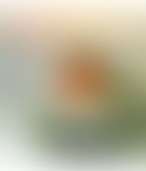 Have a Merry Christmas & Remember Candour