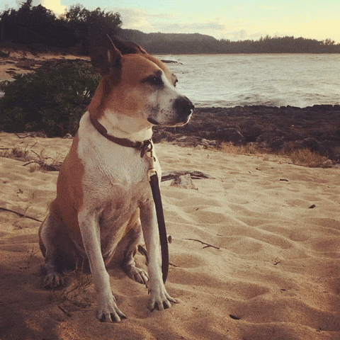 roscoe at the beach