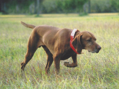 Responsible breeders reach out with a positive approach to fight anti-breeder sentiment.