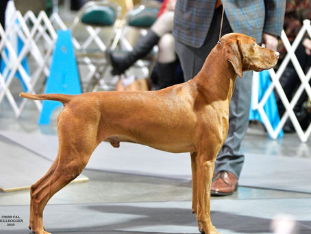 VCA’S illustrated standard of the Vizsla