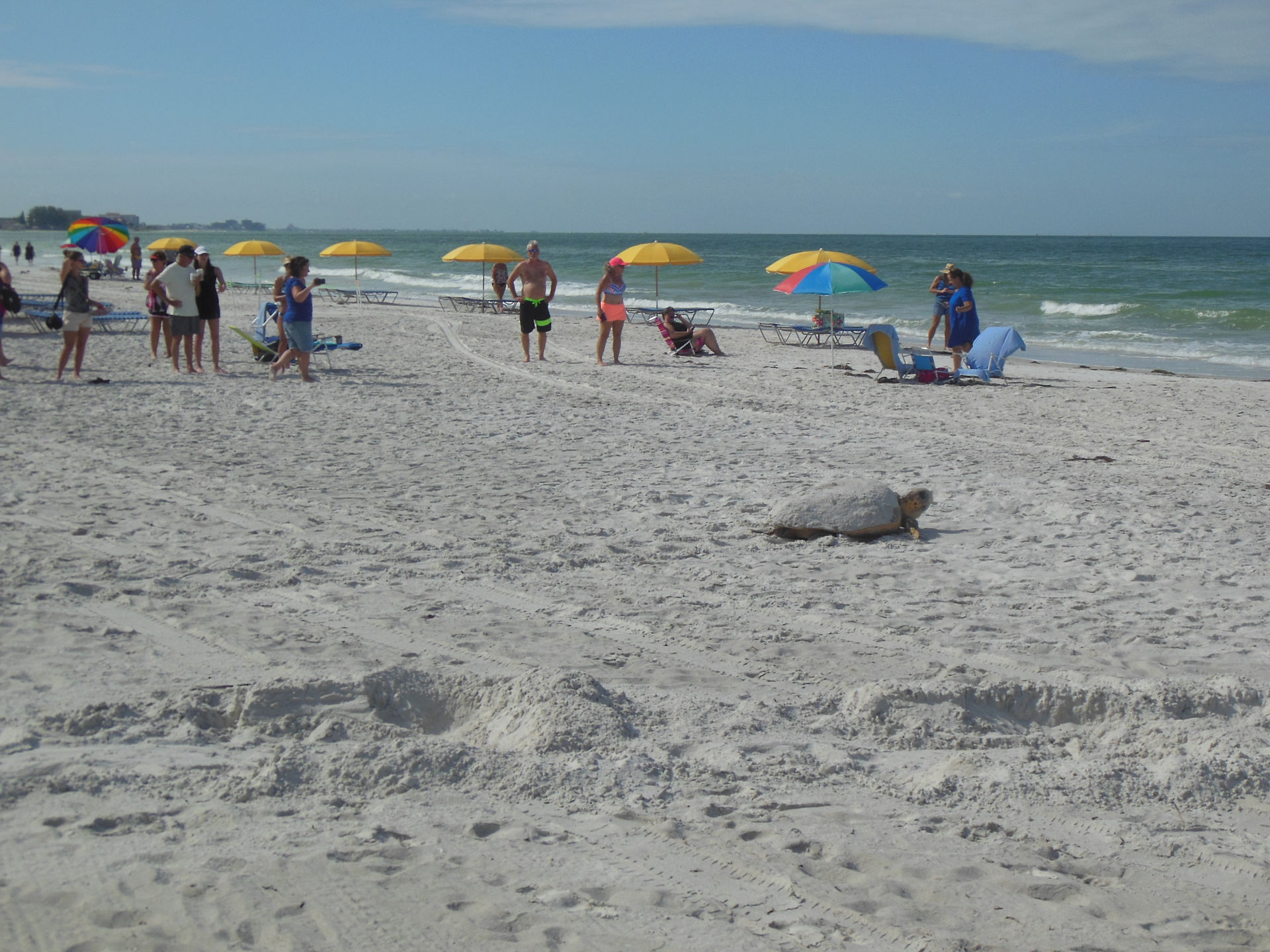 turtle