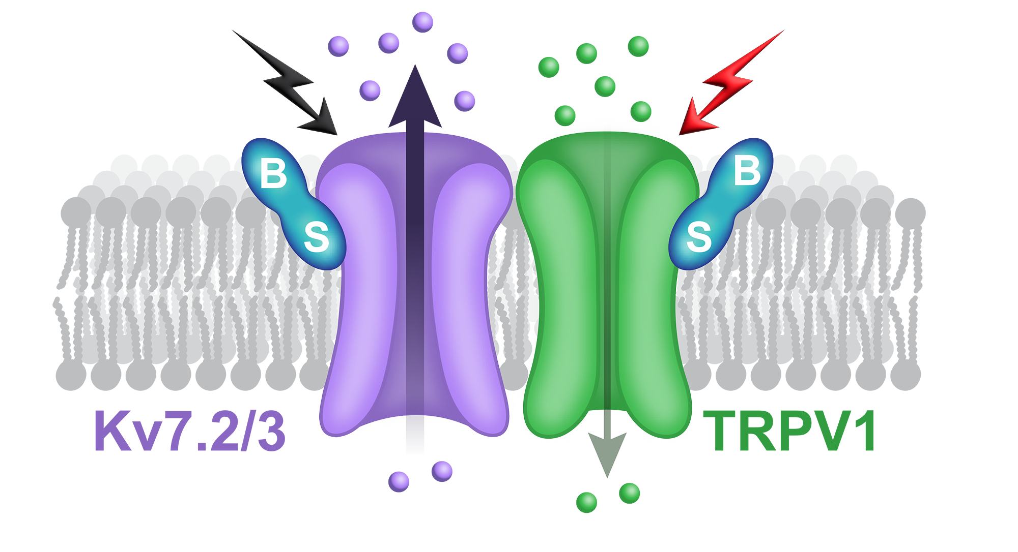 Bsense Bio Therapeutics Technology