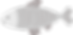 כריש ימין למעלה.png