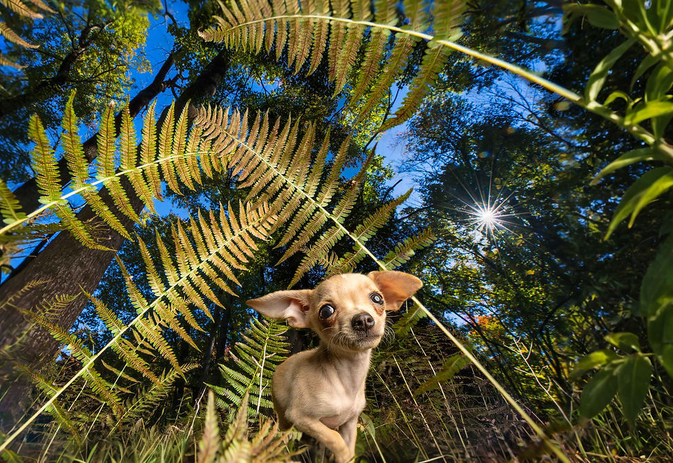 dog photography by Kathy Cacicedo