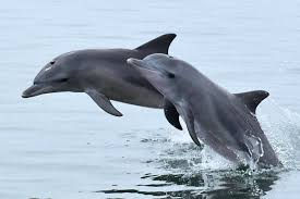 Playful dolphins frolic in Albay Gulf
