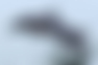 Playful dolphins frolic in Albay Gulf