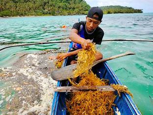 Seaweed planting in Sorsogon encourages fisherfolk to push venture