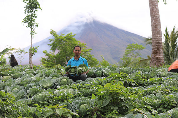 Another farmer who experiences the same fate, facing crop losses due to ashfall.