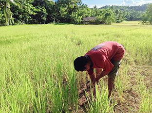 DA allots P725 million to lessen El Nino’s impact