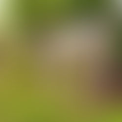 Albay moving animals out of Mayon danger zone