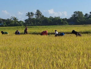 EPEKTO KAN TAG-INIT: P177.2-M danyos sa agricultura sa Bicol