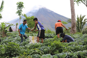 DSWD grants cash aid to farmers affected by Mayon ashfall