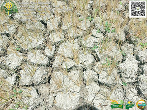 HULI SA EL NIÑO: P191.6-M danyos sa agricultura sa Bicol