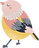 oiseau