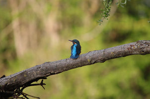 La flèche bleue - Martin pêcheur d'Europe
~ Alcedo atthis

Faire une photographie de Martin pêcheur représentait pour moi un passage obligatoire tant il est emblématique et majestueux. En revanche pour y arriver il m’a fallu beaucoup de temps car j’ai dû étudier l’espèce pour connaitre ses habitudes, aller faire des repérages sur les bords de Loire pour trouver son territoire et passer de longues heures en affuts sans qu’il ne se montre. D’ailleurs la femelle martin pêcheur photographiée ici n’est restée qu’une vingtaine de seconde sur cette branche avant de repartir. De plus, c’est un oiseau très craintif et sensible aux dérangements. Si il repère un danger ou quelque chose d’anormal il risque d'aller se cacher dans son nid et n'en ressortira que le lendemain. En revanche quel joie quand on réussit à le photographier.

Les Martins pêcheurs vivent sur les rives des lacs et cours d’eau calmes et tranquilles ou la végétation abonde. Ils sont très attachés à leur territoire. En effet, le mâle et la femelle ne pêchant pas au même endroit, il leur faudra chacun environ 700 mètres de chaque côté de leur nid. De plus, ils n'accepteront pas la présence d'un autre martin pêcheur et seront alors très territoriaux. 
Pour se nourrir, il reste à l’affût des poissons sur un perchoir au-dessus de l'eau. Quand sa cible est repérée, notre pêcheur hors pair plonge en rabattant ses ailes vers l'arrière. Il amène ensuite la proie capturée sur son perchoir pour l'assommer et l'avaler directement. Il sera sédentaire quand la disponibilité en poisson est annuelle. Dans le cas contraire, il migrera pour trouver des zones plus fructueuses pour passer l’hiver.


