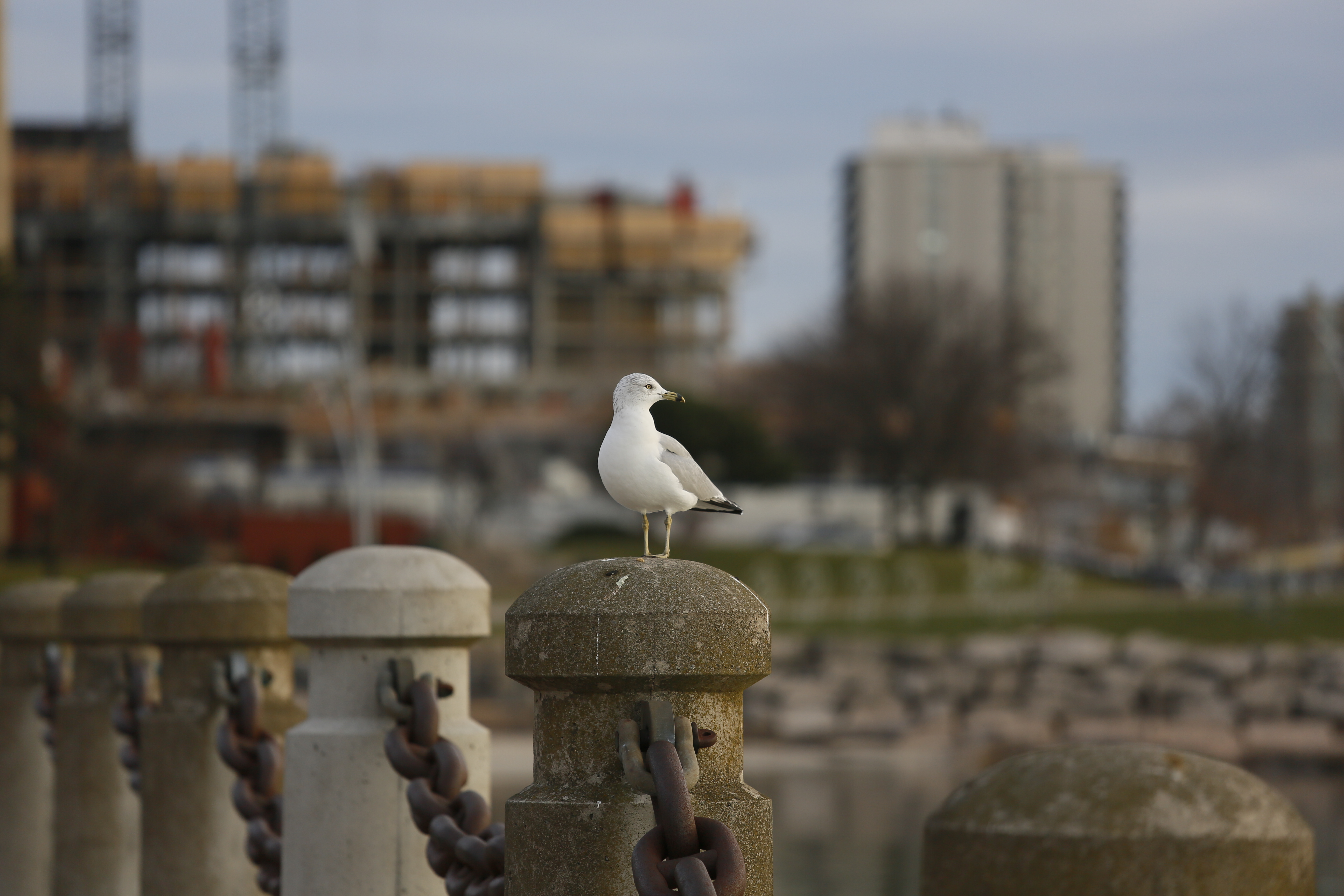 Seagull - MK Video Photo