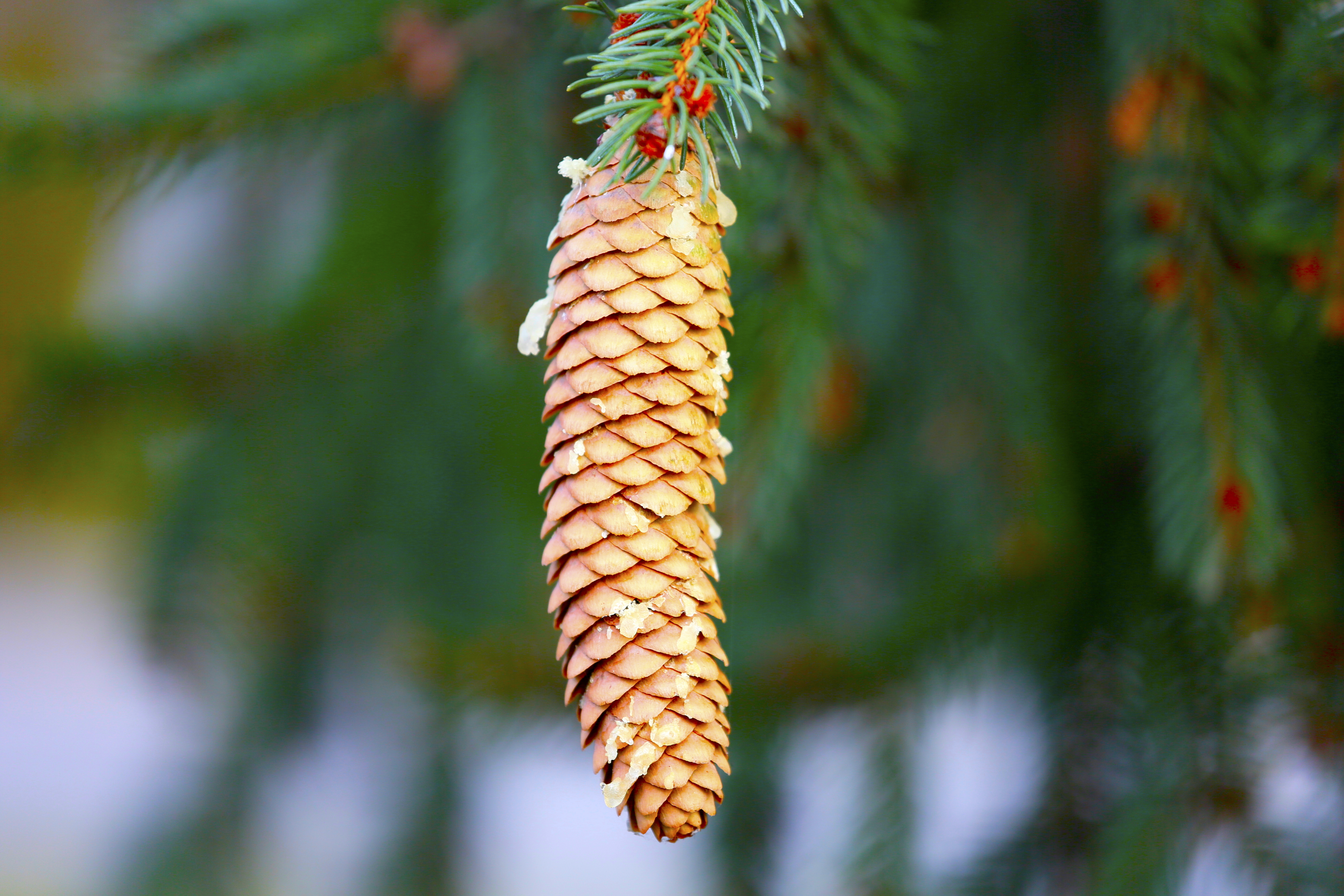 Pine Cone - MK Video Photo