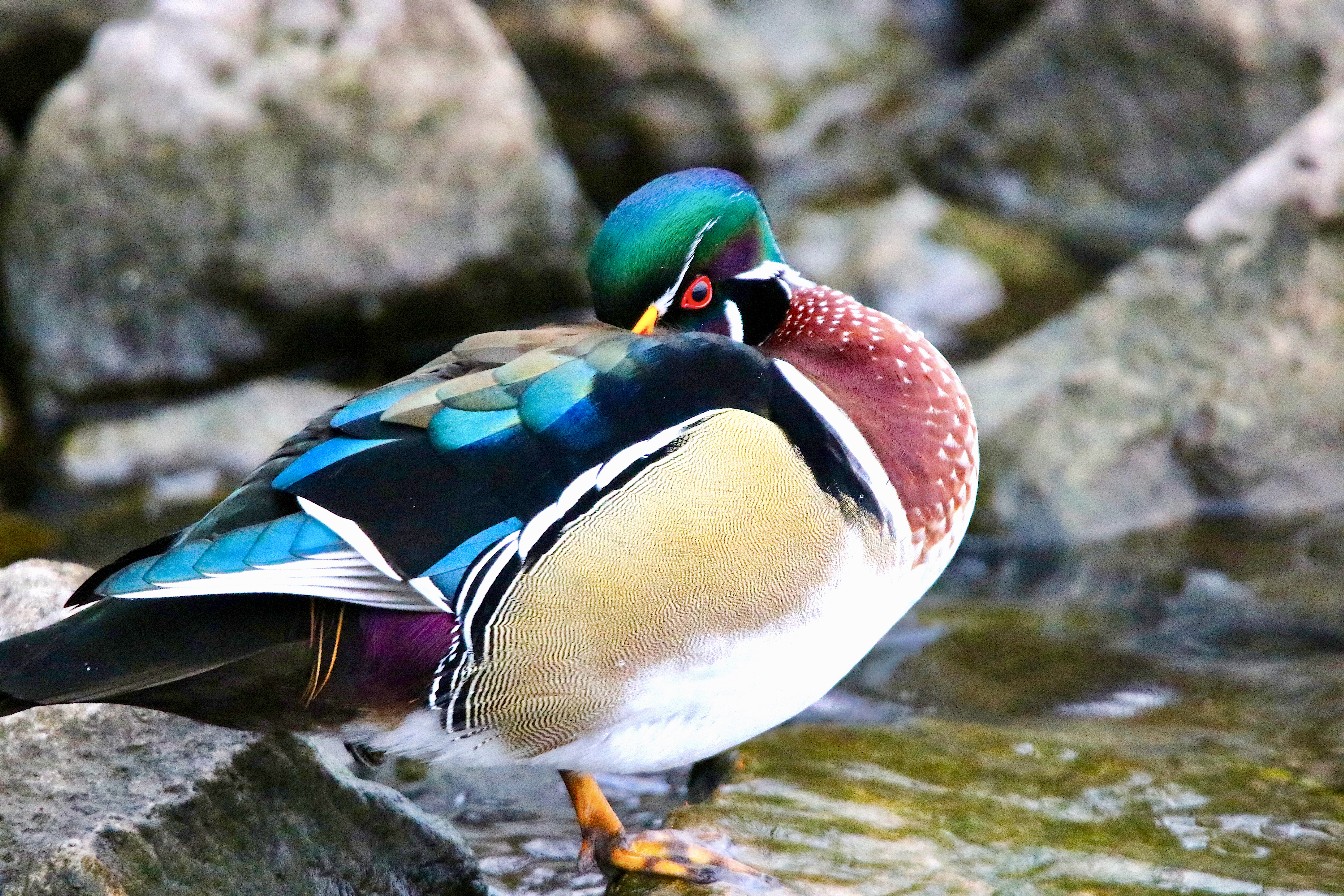 Wood Duck - MK Video Photo