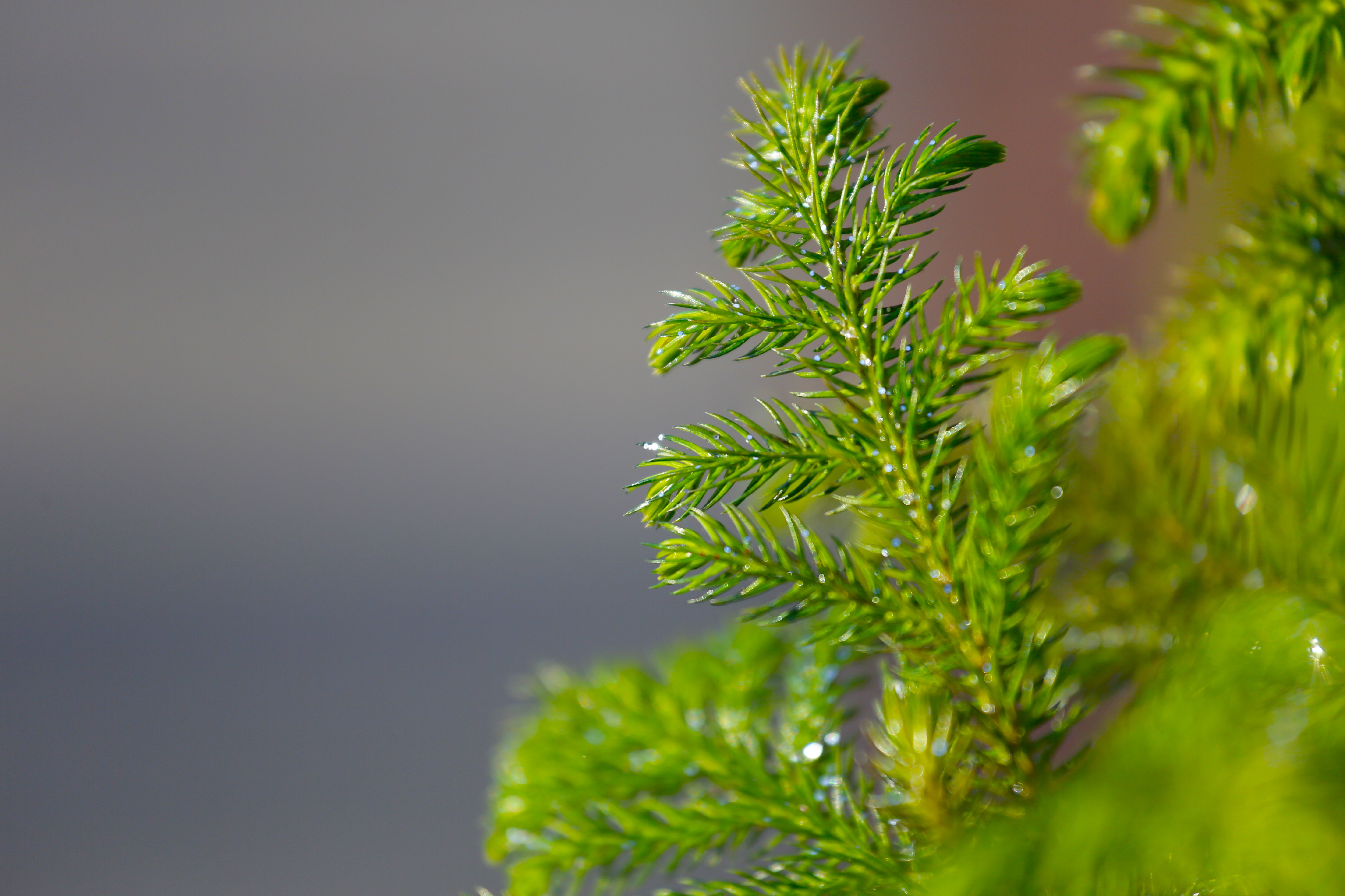 Pine - MK Video Photo