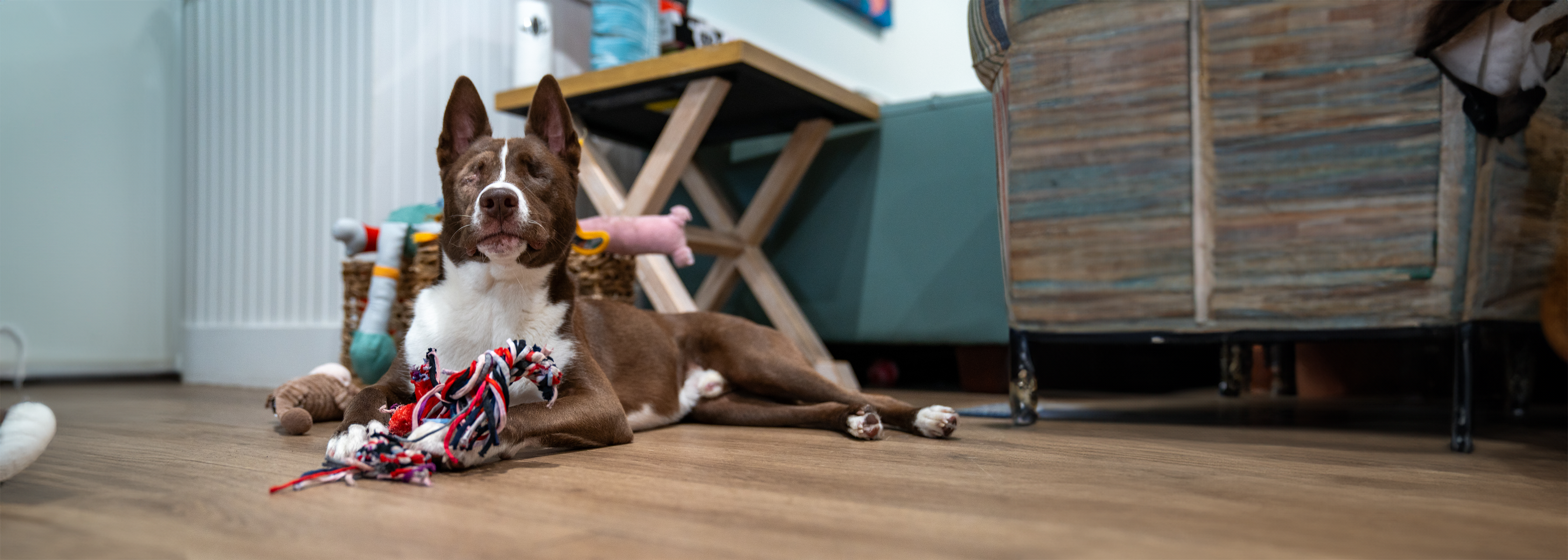 A happy, well-cared-for rescue dog at play