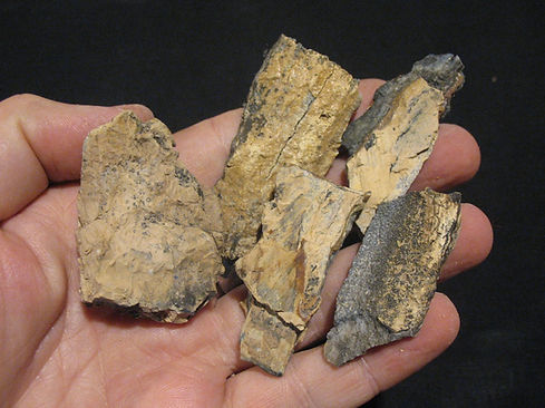 Specimen E - 01_edited.jpg