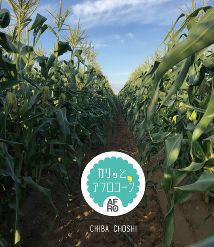 かりっとコーン 楽天市場】ギンビス ギンビス カリッとコーン 5P 90g | 価格比較