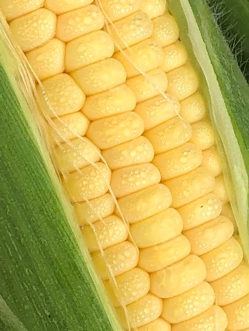 サムネイル： 粒だけ！冷凍生アフロコーン