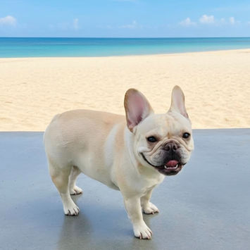 Small & Compact
Fawn French Bulldog