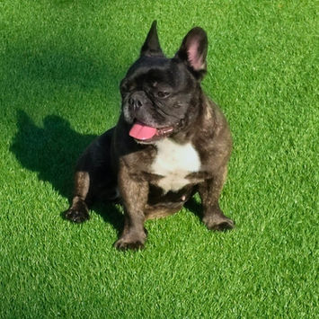 Black brindle
French Bulldog