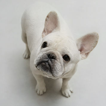 Small & Compact
Cream French Bulldog